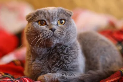 Шотландский кот скоттиш-страйт …» — создано в Шедевруме