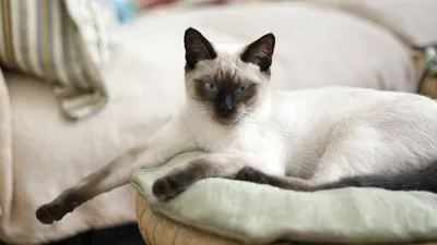Тайская кошка: фото, характер, описание породы