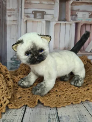 Тайская - описание породы кошек: характер, особенности поведения, размер,  отзывы и фото - Питомцы Mail.ru