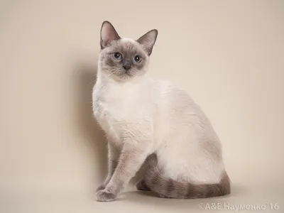 Кот Кошка Тайская - Бесплатное фото на Pixabay - Pixabay