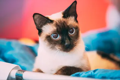 Тайская кошка — описание породы и характера