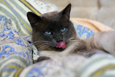Тайская кошка - «Подумайте 10000 раз, прежде чем покупать тайца!!! + фото  кота» | отзывы