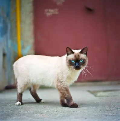 Тайская кошка - «О нашем тиране и трудностях воспитания тайских котят (в  картинках). И кому не стоит заводить тайскую кошку.» | отзывы