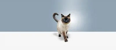 Тайская кошка: домашние животные