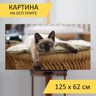 На Циолковского потерялся тайский кот (ФОТО) - Новости Новокузнецка.  Кемеровская область, Кузбасс.