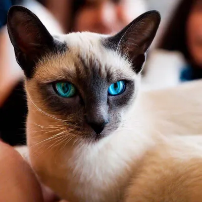 Тайская кошка на фото: выберите размер | Тайская кошка Фото №25431 скачать