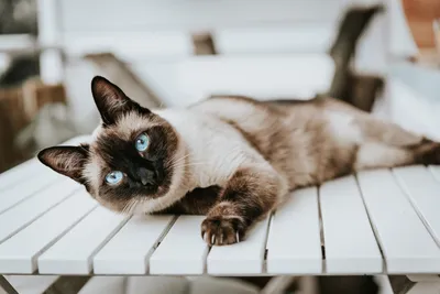 Тайская кошка в семье людей» — создано в Шедевруме