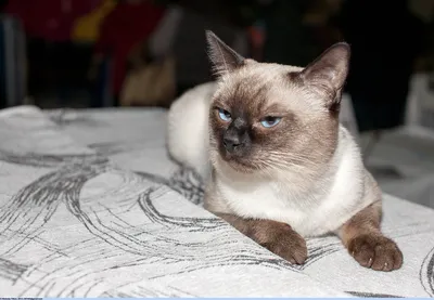 Кот тайский натюр – заказать на Ярмарке Мастеров – P7H32BY | Мягкие  игрушки, Москва