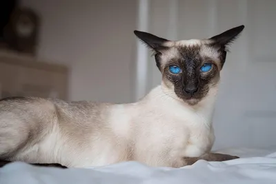 Тайская кошка — описание породы и характера