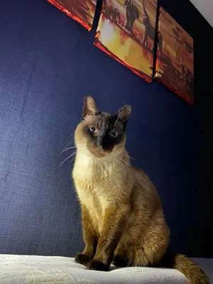 Европейский тайский кот» — создано в Шедевруме