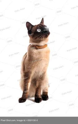 THA Eur.Ch. Раритет Тайская Легенда | Тайский кот Раритет Та… | Flickr