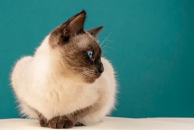 Тайская кошка - Личная страница ветеринара