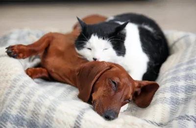 Такса и кошка в одном доме - Кот, пёс и я