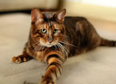 Порода кошек Тойгер — описание, фото и характеристика кота