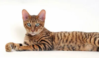 Тойгер: описание породы кошек с фото и видео | Pet7