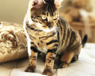 Тойгер кошка. Купить котёнка тойгер в России