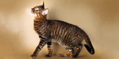 ТОП 10 самых крупных пород кошек — Корм для животных «Живая Сила»