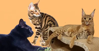 Фото кошки тойгер | Toyger kitten, Kitten pictures, Toyger cat