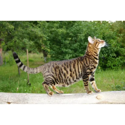 Кошечка тойгер | Питомник кошек редких пород