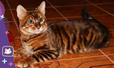 Порода кошки тойгер: характеристики, фото, характер, правила ухода и  содержания - Petstory