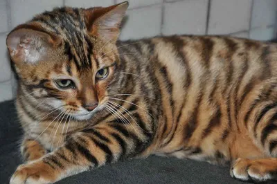 Тойгер - описание породы, характер, вес и размеры кошки