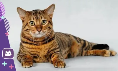 Тойгер, описание породы кошек, цена котят, окрас