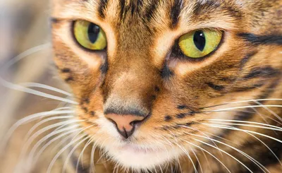 котята тойгер | Питомник кошек редких пород