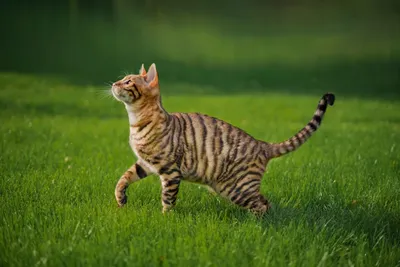 Тойгер кошка» — создано в Шедевруме