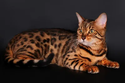 Кот тойгер: описание породы, характер, все о кошках на Exomania 😺