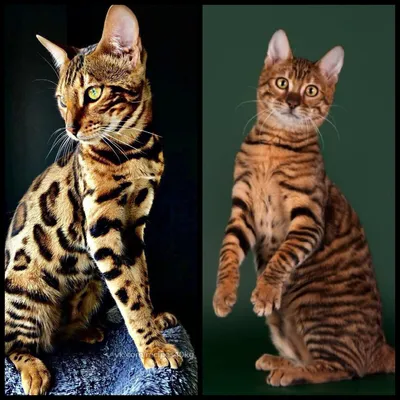 Тойгер - описание породы кошек: характер, особенности поведения, размер,  отзывы и фото - Питомцы Mail.ru