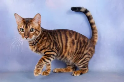 Порода кошек Тойгер — описание, фото и характеристика кота