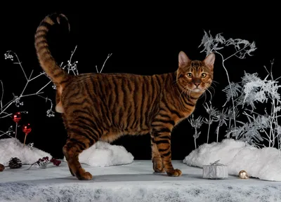 Кошка породы Тойгер, реалистично, …» — создано в Шедевруме