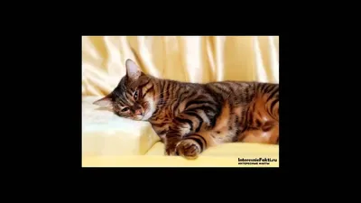 Кошка тойгер,вид с далека,мягкий …» — создано в Шедевруме