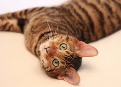 Тойгер (Toyger cat) кошка - YouTube