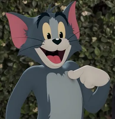 Кот Том – почти как из мультфильма «Том и Джерри» | Пикабу