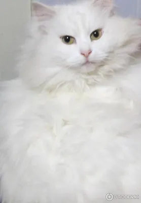 ✓ Турецкая ангора - редкая кошка древнейшего происхождения - YouTube