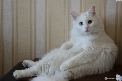 Белая турецкая Ангора красивая порода домашней кошки Стоковое Изображение -  изображение насчитывающей мило, взгляд: 147758251