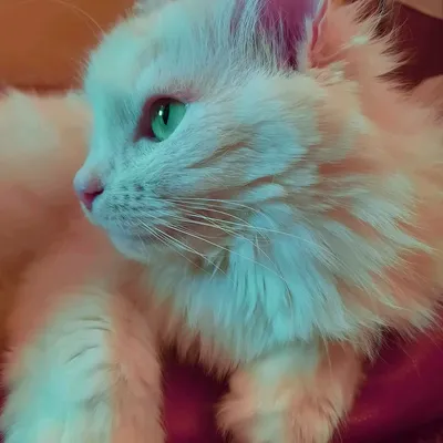 Ангорская кошка | Пикабу