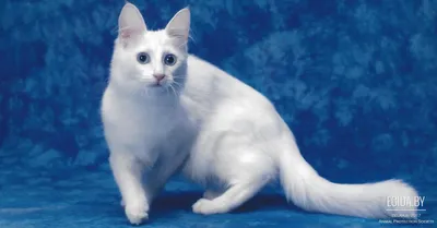 Отзыв о Порода кошек \"Турецкая Ангора\" | Одна из самых очаровательных  кошачьих пород