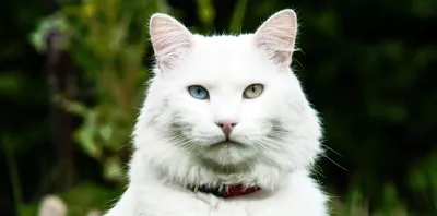 Inst: @s.kat.vy Турецкая ангора, красивая кошка, милая кошка | Кошки,  Красивые кошки, Пушистый кот