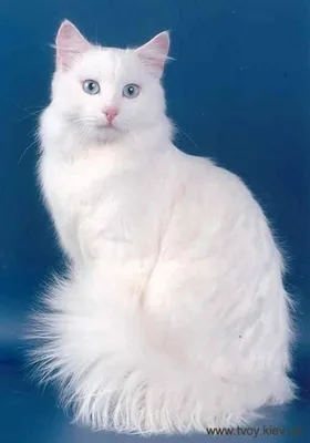 Турецкая Ангора, кот стоковое фото. изображение насчитывающей мило -  137075696