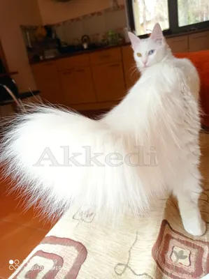 Порода кошек турецкая ангора - 74 фото