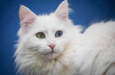 Турецкая Ангора, Уход и содержание, Породы кошек - YouTube