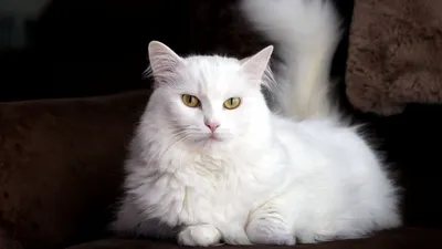 Ангорская кошка (Турецкая ангора) / Turkish Angora Cat - PetsPoint.ru