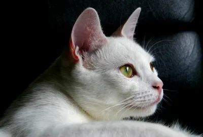 Кошка турецкая ангора белая - 72 фото