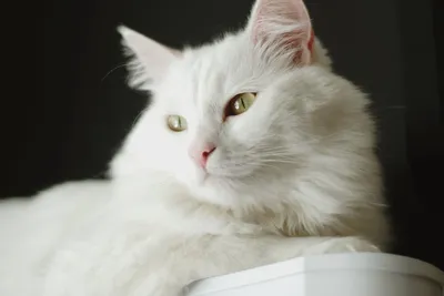 Турецкая ангорская кошка, красивый …» — создано в Шедевруме