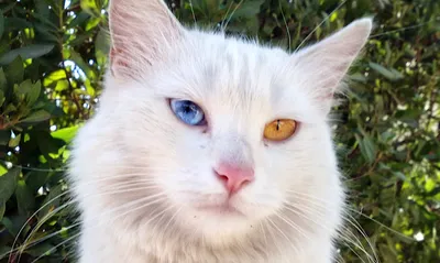 Отличие породы кошек «турецкий ван» от ангорки | Просто живем | Дзен