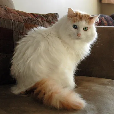 Турецкий ван является «естественной породой», то есть «аборигенной породой»  домашних кошек. | Пикабу