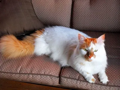 Кот породы Турецкий Ван ( белый с …» — создано в Шедевруме