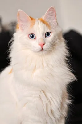 Турецкий ван: порода кошек с древнейшей историей | ВКонтакте